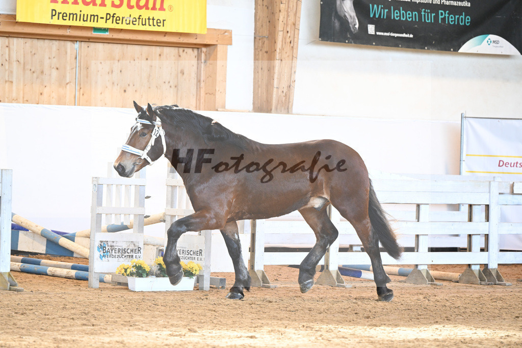 Kat-Nr. 12 v. Nussini II_Birkholz_2230204 | hf-fotografie - Realisiert mit Pictrs.com