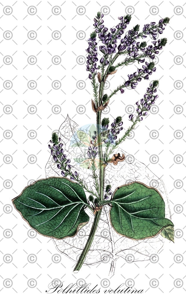 HistAbb_wfo-0000500278_1_ENZY_Simple | Historische Abbildung von Polhillides velutina - Fabaceae | Historical Illustration of Polhillides velutina - Fabaceae