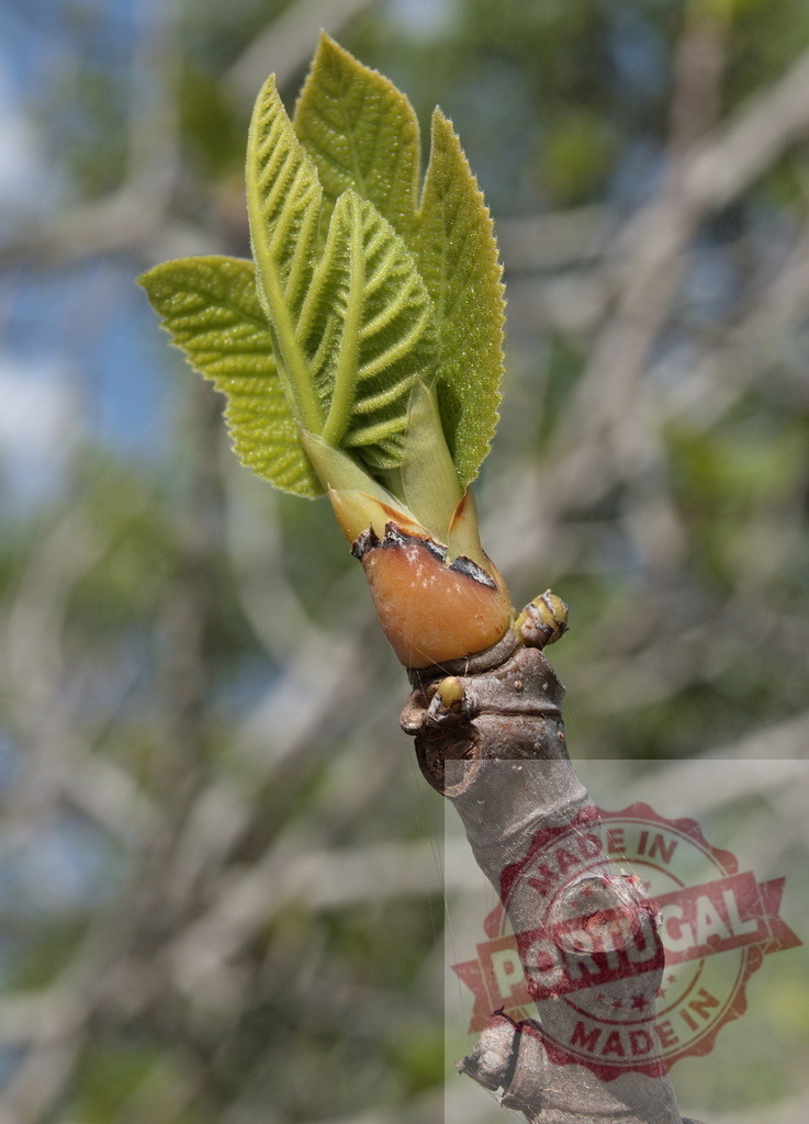 New fig tree leaves unfurling during spring season | Young fig tree bud opening, revealing fresh green leaves in springtime - Realized with Pictrs.com