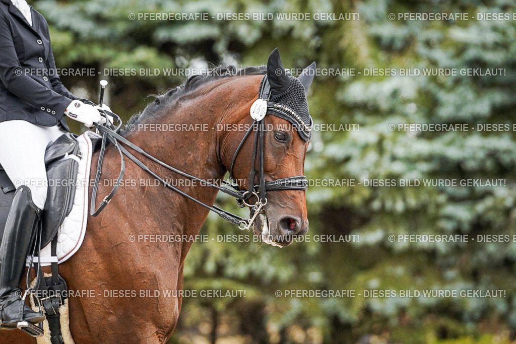 DSC04468 | Pferdegrafie