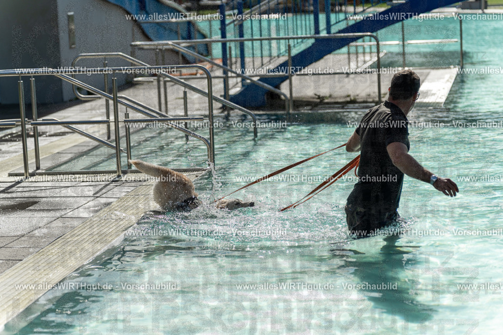 Hundeschwimmen_Volksbad_2026-allesWIRTHgut_Tierfotografie-2609061543-7R501730 | Professionelle Tierfotografie in Mönchengladbach von Daniel Wirth (allesWIRTHgut). Liebevolle & natürliche Bilder von Hunden & Katzen für unvergessliche Erinnerungen.