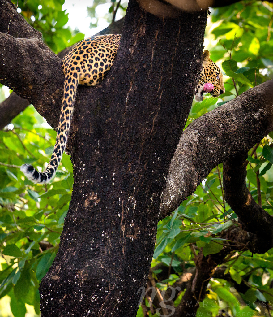 in the woods of Panna | a leopard relaxing on a branch after having a meal further up in the tree - Realisiert mit Pictrs.com