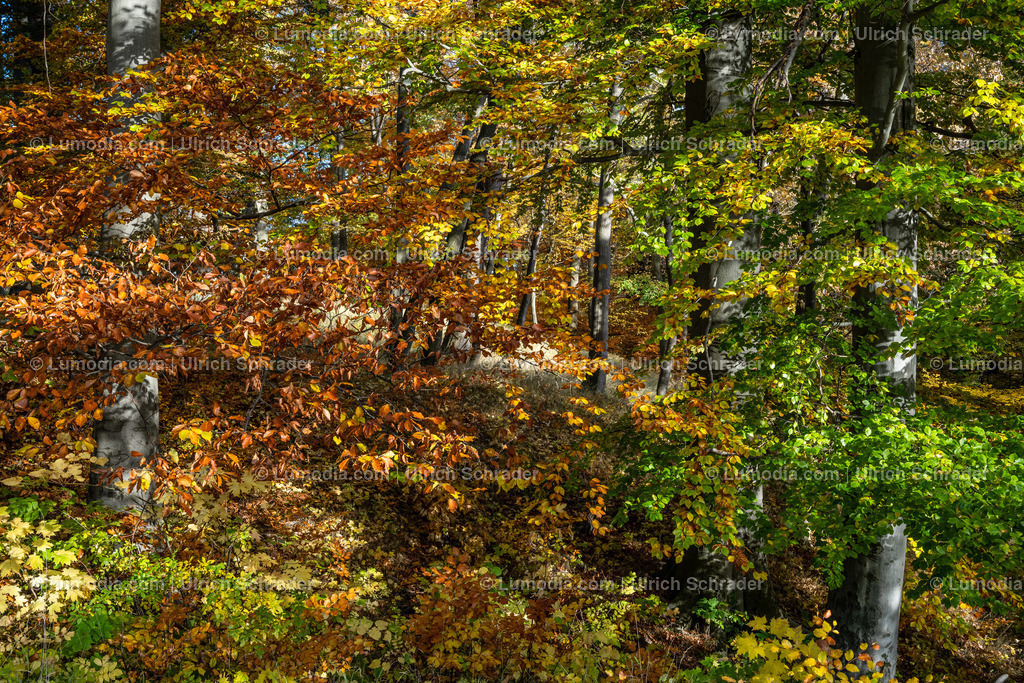 10049-12630 - Schloßpark Ilsenburg im Harz | Stockfoto und Bilderpool mit Bildmaterial aus Deutschland, dem Harz, Halberstadt, Quedlinburg, Wernigerode und weltweit. Qualitativ hochwertige und professionelle Fotos anschauen und kaufen. - Realisiert mit Pictrs.com