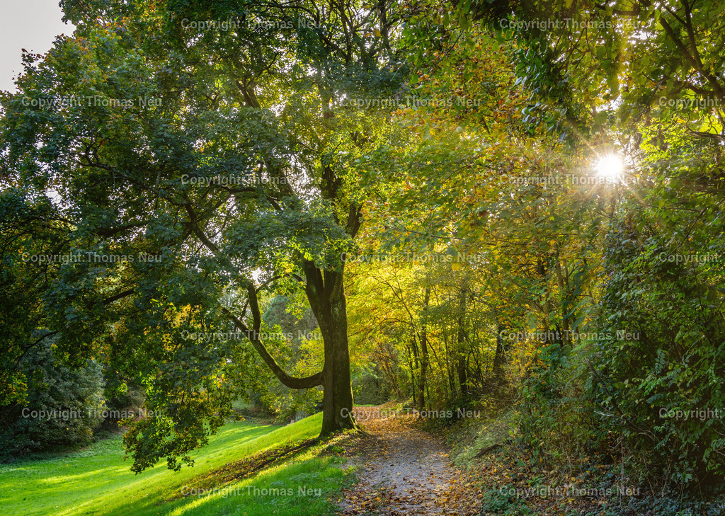 Herbst-Impressionen-Bergstrasse-66 | Bensheim, Herbst an der Bergstraße, goldener Oktober im Bassmannpark in Bensheim,  Bild: Thomas Neu
