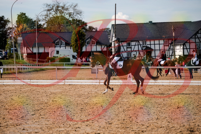 2026_10_03_Siefer-Hof_132849_Z63_90271213 | Professionelle Reitsport-, Turnier- und Eventfotografie von Robert Broda. Galerien mit ausgewählten und bearbeiteten Bildern direkt online ansehen und bestellen.