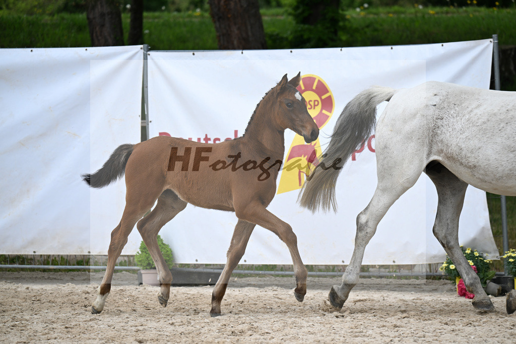 Kat-Nr. 8 SF Cape Calidus x Clearway_Gut Kaltental_24260879 | hf-fotografie - Realisiert mit Pictrs.com