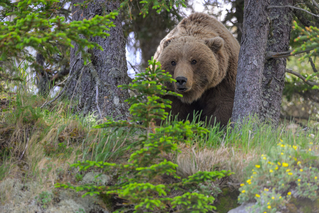Alaska | Flug von Homer zu den Bärengebieten in Lake Clark NP und Katmai NP. - Realisiert mit Pictrs.com