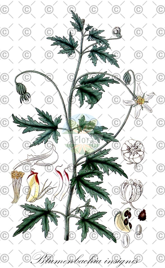 HistAbb_wfo-0000567004_1_ENZY_Simple | Historische Abbildung von Blumenbachia insignis - Loasaceae | Historical Illustration of Blumenbachia insignis - Loasaceae