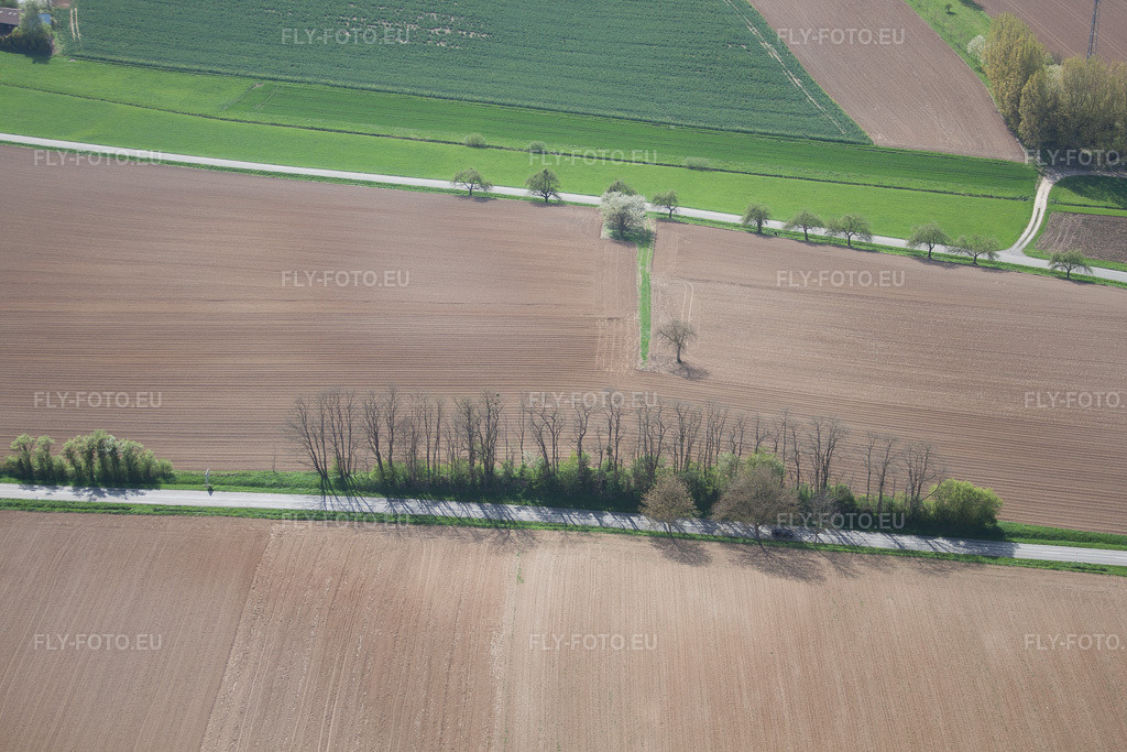 Vue aérienne: D34 avec des peupliers nus à Seebach dans le département Bas Rhin, France – .Photo: IMG_39449.jpg prise le 10/04/2011 par Werner Riehm/FLY-FOTO.eu – Résolution de l'original: 4752 x 3168 px