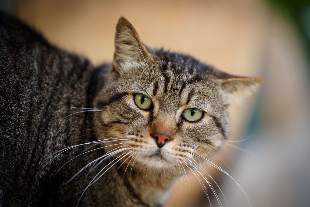 allesWIRTHgut Tierfotografie - 7IV09030 | Professionelle Tierfotografie in Mönchengladbach von Daniel Wirth (allesWIRTHgut). Liebevolle & natürliche Bilder von Hunden & Katzen für unvergessliche Erinnerungen.