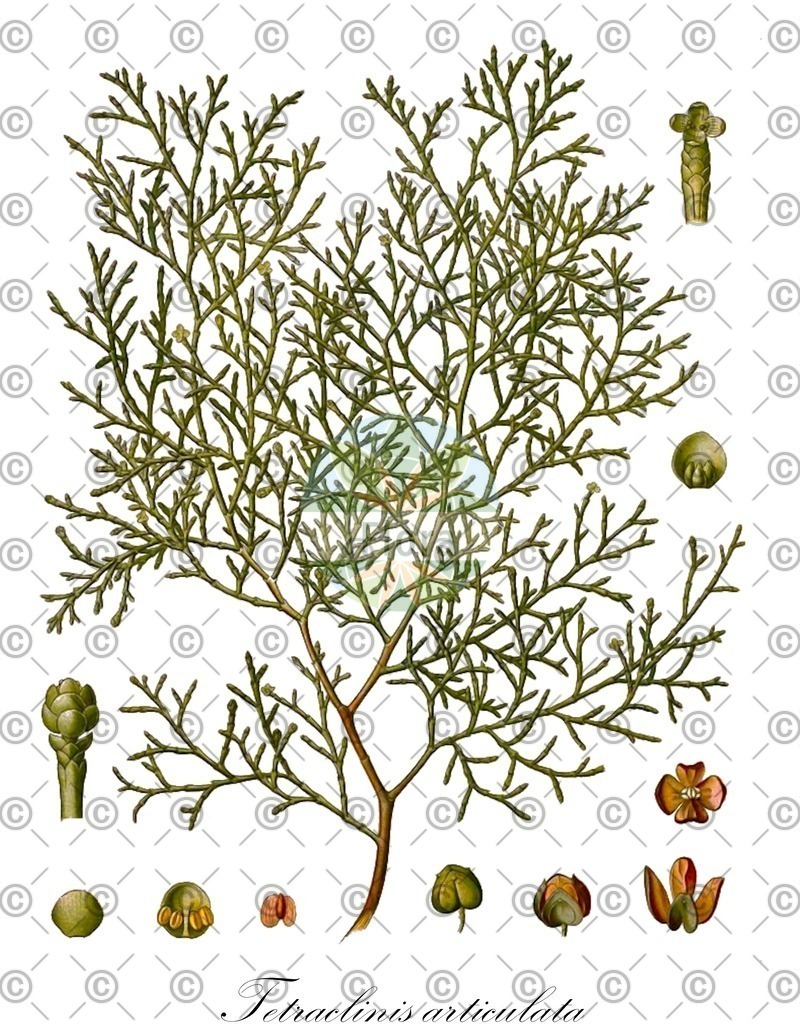 HistAbb_wfo-0000455285_1_ENZY_Simple | Historische Abbildung von Tetraclinis articulata - Cupressaceae | Historical Illustration of Tetraclinis articulata - Cupressaceae