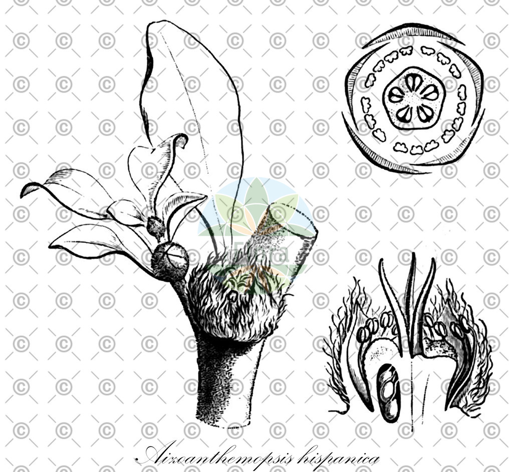 HistAbb_wfo-0001434986_1_ENZY_Simple | Historische Abbildung von Aizoanthemopsis hispanica - Aizoaceae | Historical Illustration of Aizoanthemopsis hispanica - Aizoaceae