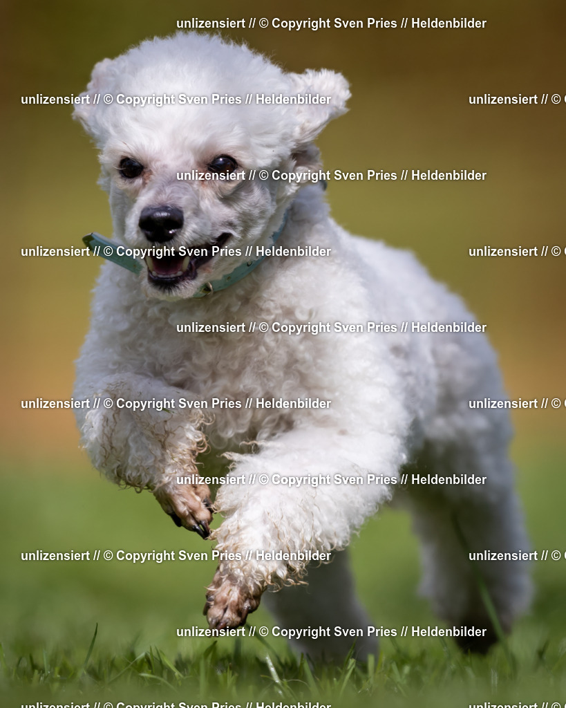 Sven Pries | 2024-04-21 - Hunderennen Baden-Oos
Foto: Sven Pries - Realisiert mit Pictrs.com