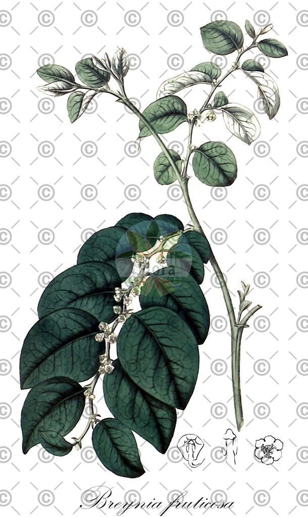 HistAbb_wfo-0000413206_1_ENZY_Simple | Historische Abbildung von Breynia fruticosa - Phyllanthaceae | Historical Illustration of Breynia fruticosa - Phyllanthaceae