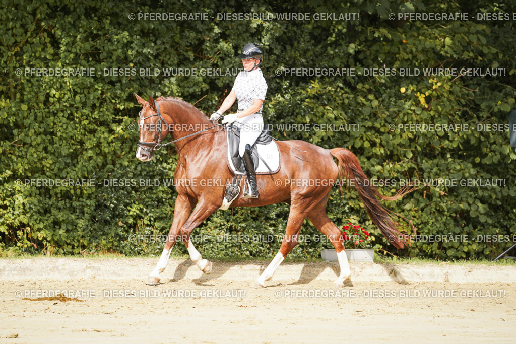 DSC01466 | Pferdegrafie