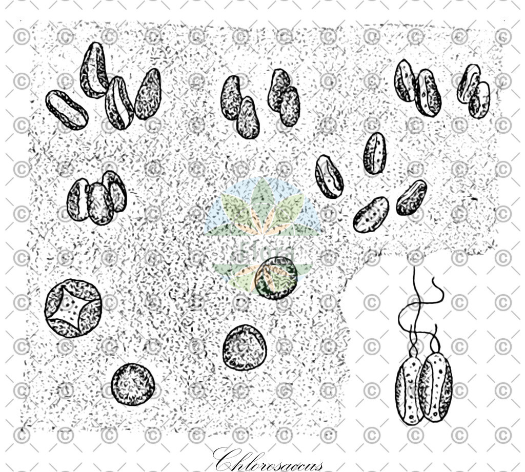 HistAbb_3NS2_1_ENZY_Simple | Historische Abbildung von Chlorosaccus - Gloeobotrydaceae (0) | Historical Illustration of Chlorosaccus - Gloeobotrydaceae (0)