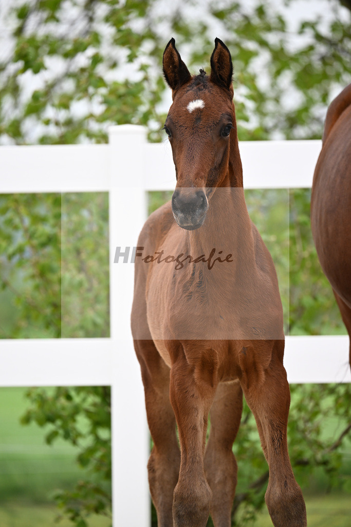Kat-Nr. 38 HF Viva Vitalis x Benicio_Pointinger_23260638 | hf-fotografie - Realisiert mit Pictrs.com