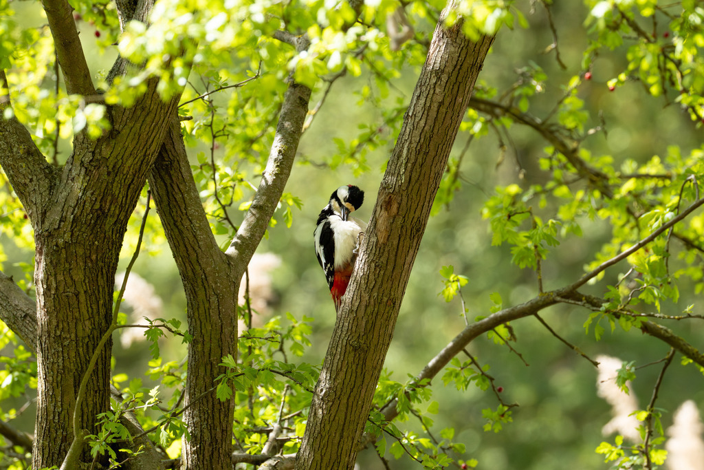 Der Buntspecht | Der Buntspecht (Dendrocopos major) gehört zu den bekanntesten und häufigsten Vogelarten Mitteleuropas und ist ein unverzichtbarer Bewohner unserer Wälder, Parks und Gärten. Er fällt nicht nur durch sein auffälliges, kontrastreiches Gefieder ins Auge, sondern vor allem durch seine charakteristischen Tätigkeiten: das laute Hämmern gegen Baumstämme, das sogenannte Trommeln, und die damit verbundene Suche nach Nahrung und das Anlegen von Bruthöhlen. Als „Baumdoktor“ spielt er eine wichtige ökologische Rolle bei der Kontrolle von Schadinsekten in Holzbeständen. - Realisiert mit Pictrs.com