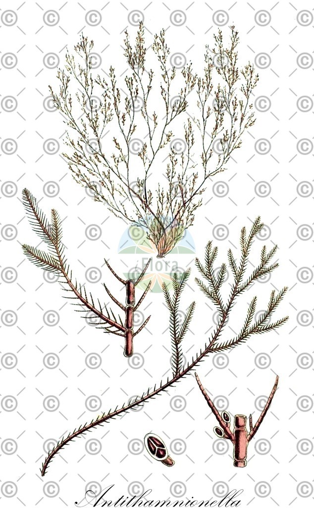 HistAbb_wfo-0001191855_1_ENZY_Simple | Historische Abbildung von Antithamnionella - Ceramiaceae (0) | Historical Illustration of Antithamnionella - Ceramiaceae (0)