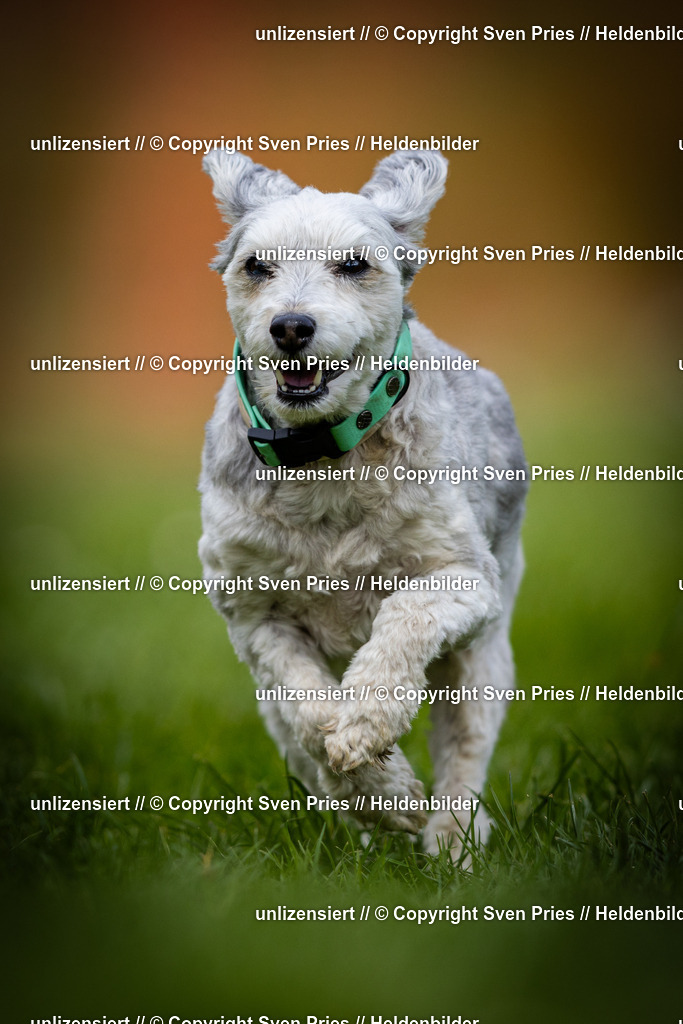 Sven Pries | 2025-04-13 - Hunderennen Baden-Baden - Realisiert mit Pictrs.com