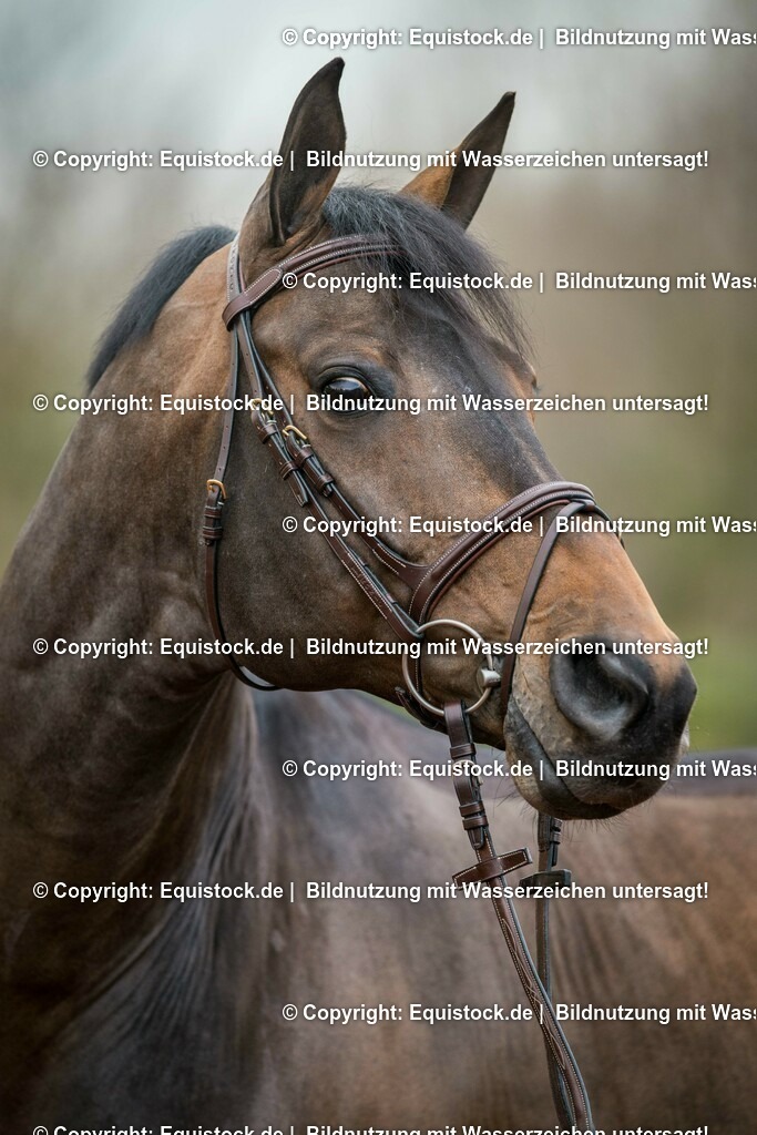 20160226_Codex_One_0005 | equistock