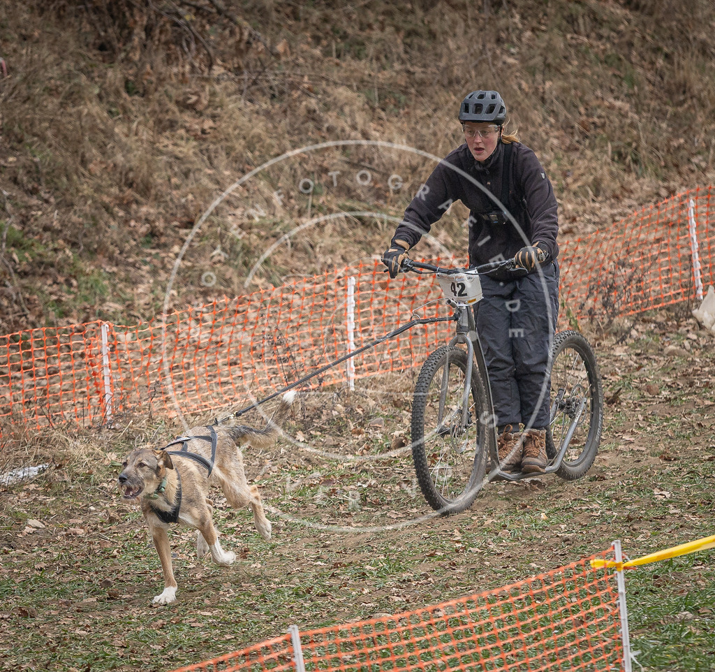 Pfotenfotografie_DV3A0478 | Hundefotografie, Tierfotograf, Pfotenfotografie, Fotoshooting Hund, Hunde Portrait, Hundesport, Hundeportraits, Heideshooting, Hunde, Sportfotograf, Hundefotograf, Turnierhundsport, THS,  - Realisiert mit Pictrs.com