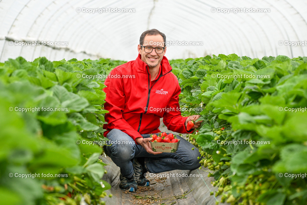 Erdbeeren Lehner_ Haag_ 17.05.2023-18 | 17.05.2023, Haag, AUT, Erdbeeren Lehner, im Bild Lukas Lehner am Erdbeerfeld im Folientunnel bei der Ernte