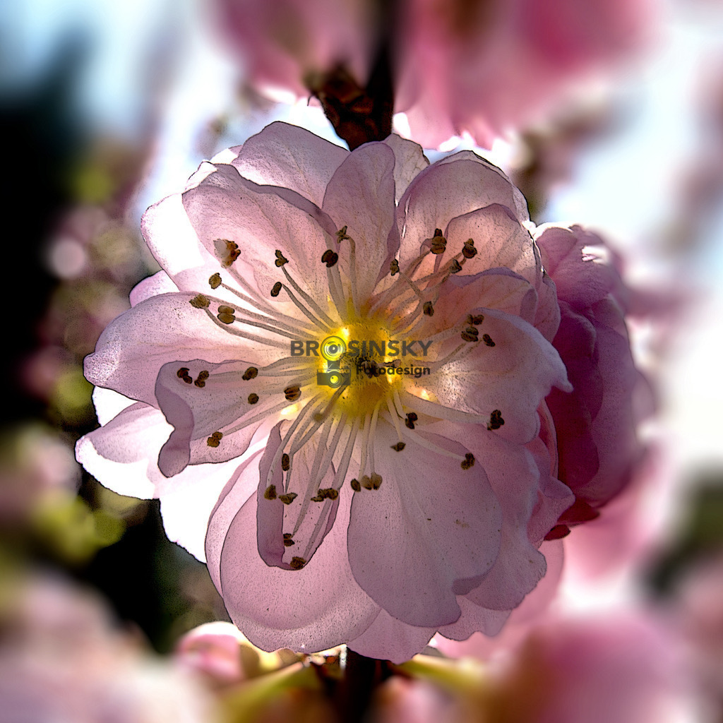 Almond blossomIMG_9136_1 | brosinskyfotodesign-shop - Realisiert mit Pictrs.com