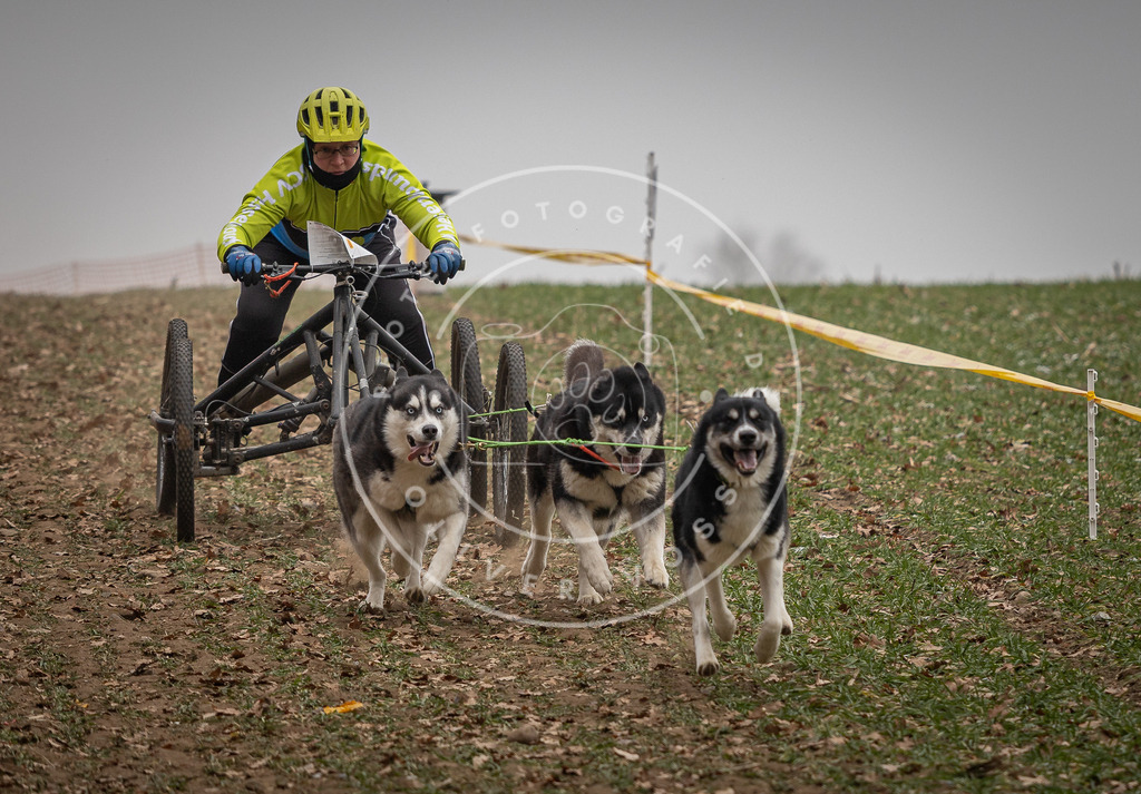 Pfotenfotografie_DV3A4625 | Hundefotografie, Tierfotograf, Pfotenfotografie, Fotoshooting Hund, Hunde Portrait, Hundesport, Hundeportraits, Heideshooting, Hunde, Sportfotograf, Hundefotograf, Turnierhundsport, THS,  - Realisiert mit Pictrs.com