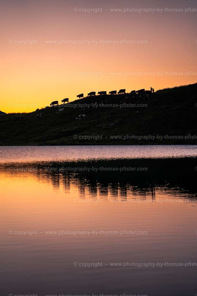 Kühe am Torsee am Morgen copyright  Thomas Pfister-2 | PHOTOGRAPHY BY THOMAS PFISTER