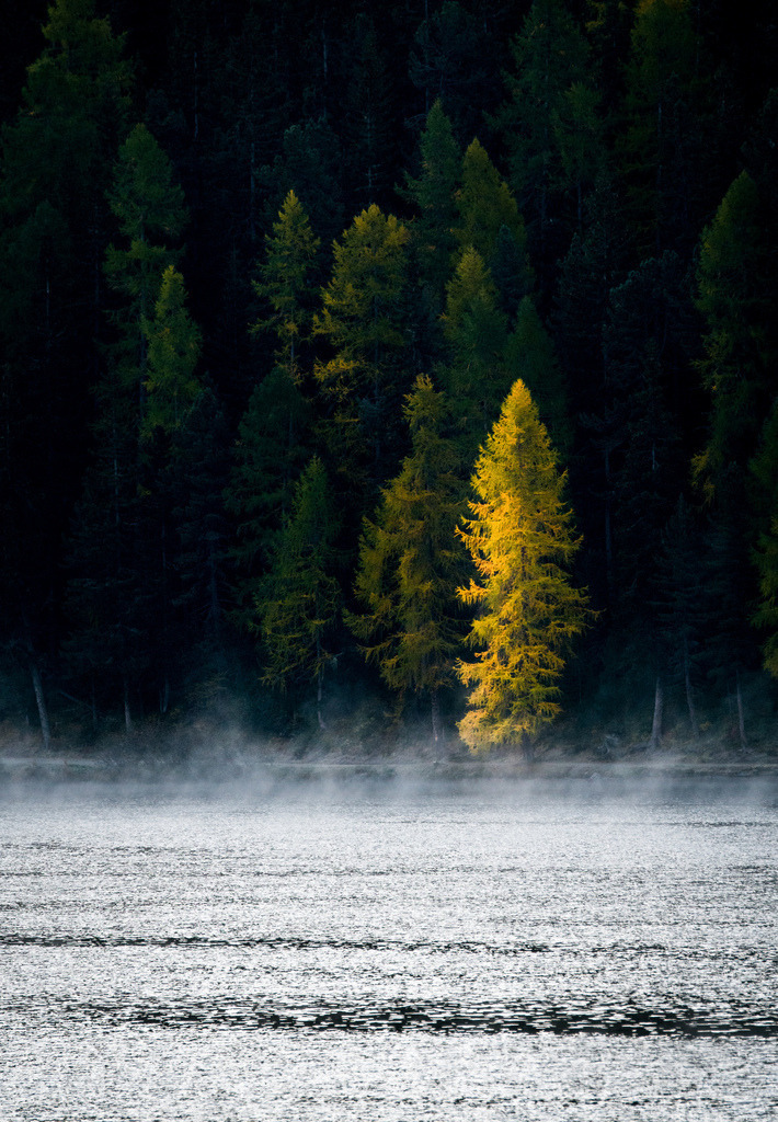 autumn morning mist over Lake St. Moritz | Die ideale Geschenkidee für Naturliebhaber. Naturbilder von Marcel Gross Photography für ihr Zuhause in den verschiedensten Formaten und Materialien. - Realisiert mit Pictrs.com