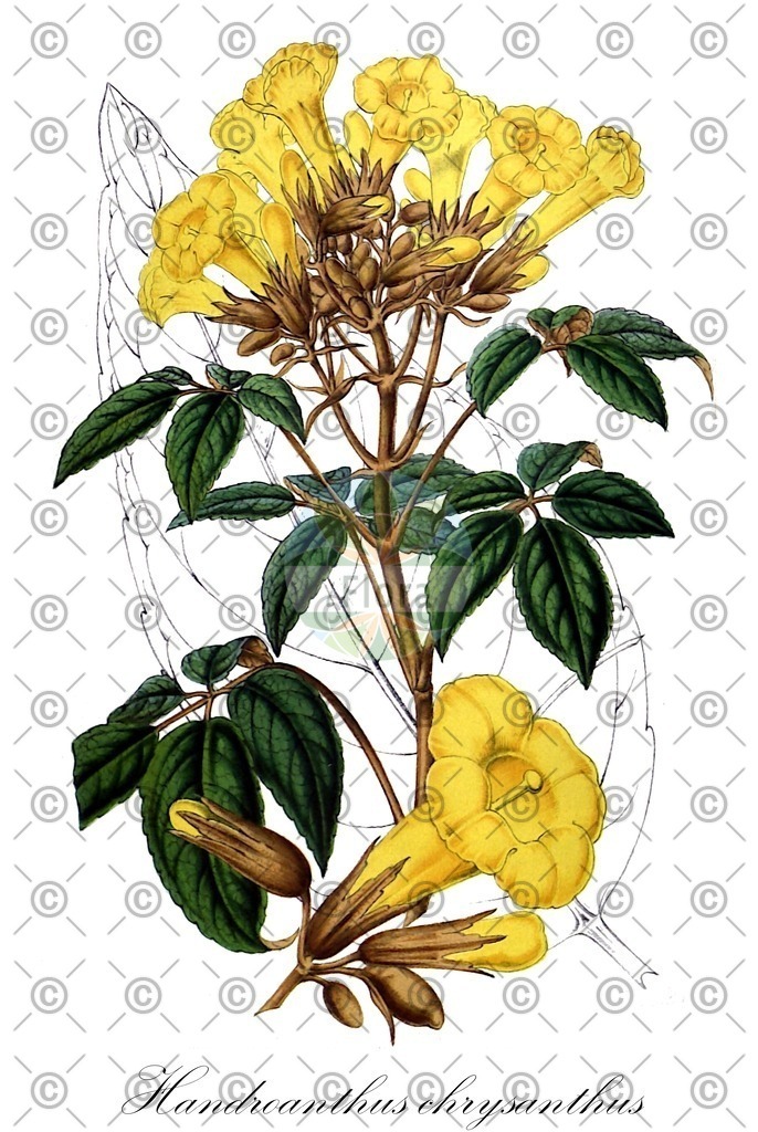 HistAbb_wfo-0000434744_1_ENZY_Simple | Historische Abbildung von Handroanthus chrysanthus - Bignoniaceae | Historical Illustration of Handroanthus chrysanthus - Bignoniaceae
