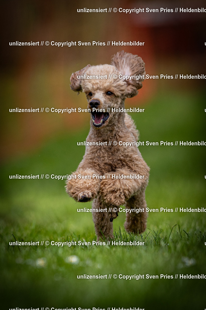 Sven Pries | 2025-04-13 - Hunderennen Baden-Baden - Realisiert mit Pictrs.com