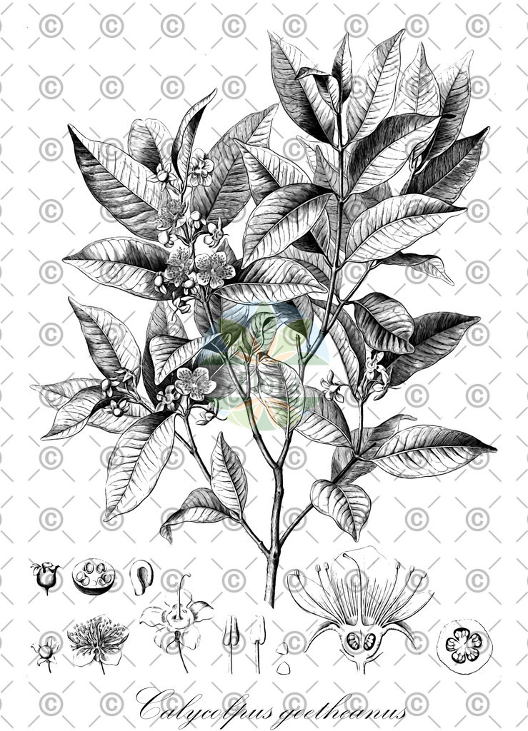 HistAbb_wfo-0000782033_1_ENZY_Simple | Historische Abbildung von Calycolpus goetheanus - Myrtaceae | Historical Illustration of Calycolpus goetheanus - Myrtaceae
