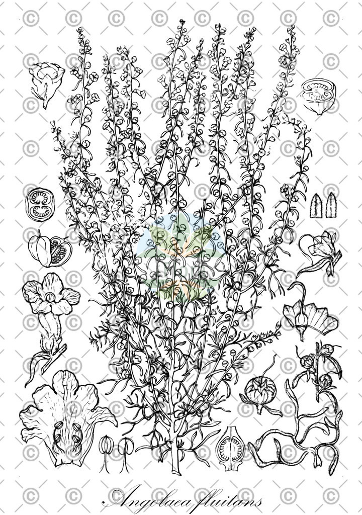 HistAbb_wfo-0000536542_553_ENZY_Simple | Historische Abbildung von Angolaea fluitans - Podostemaceae | Historical Illustration of Angolaea fluitans - Podostemaceae