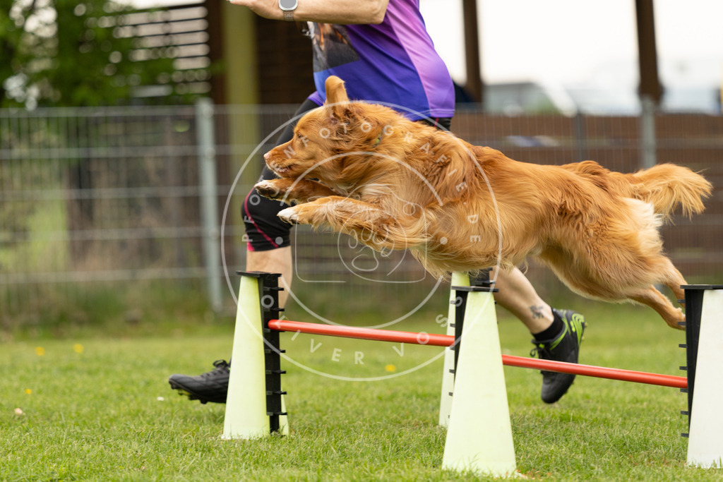 Pfotenfotografie_DV3A9123 | Hundefotografie, Tierfotograf, Pfotenfotografie, Fotoshooting Hund, Hunde Portrait, Hundesport, Hundeportraits, Heideshooting, Hunde, Sportfotograf, Hundefotograf, Turnierhundsport, THS,  - Realisiert mit Pictrs.com