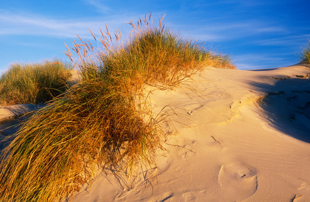 Dünen im Morgenlicht | Wittduen, Deutschland - October 21, 2010: Dünen im Morgenlicht. - Realisiert mit Pictrs.com