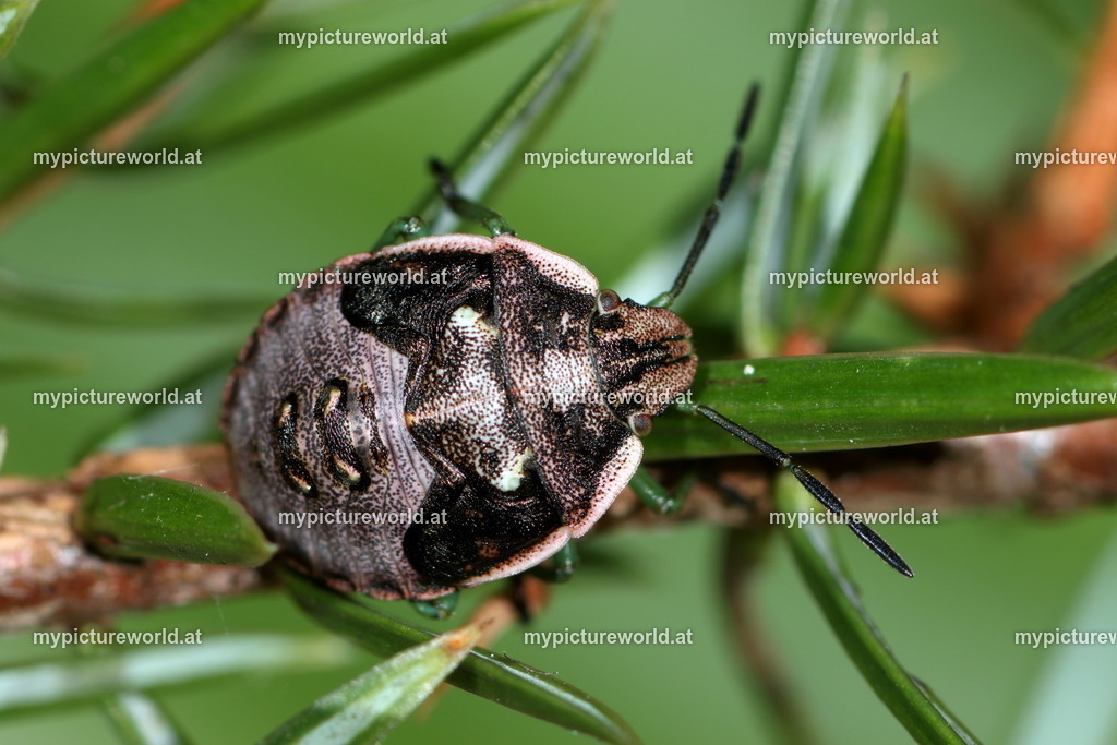 Chlorochroa juniperina-003 | Das Bilderarchiv über Tiere, Planzen und Landschaften. In der Bilddatenbank finden Sie ein große Auswahl an hochwertigen Bilder für Ihre Werbung - Realized with Pictrs.com