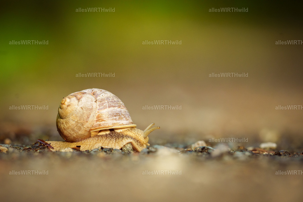 Daniel Wirth - www.allesWIRTHwild.de - Harz - 7IV07711 | Entdecke die faszinierende Welt der Natur- und Wildlife-Fotografie von Daniel und Bärbel. Inspirierende Bilder von wilden Tieren und kleinen Naturwundern.