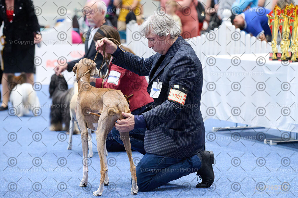202406_ÖKV-IHA-Tulln24_DSC_4852 | proPHOTO - Realisiert mit Pictrs.com