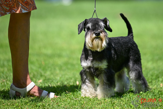 Ausstellung des Pinscher Schnauzer-Klub | Ausstellung des Pinscher-Schnauzer-Klub, OG München in Gröbenzell 29.07.2023 Foto: Leo Wyden