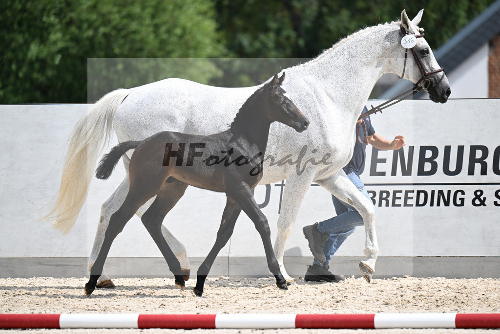 Kat-Nr. 316 Vatson Sitte x Cornado I_HF_Kunze_21250394 | hf-fotografie - Realizzato con Pictrs.com