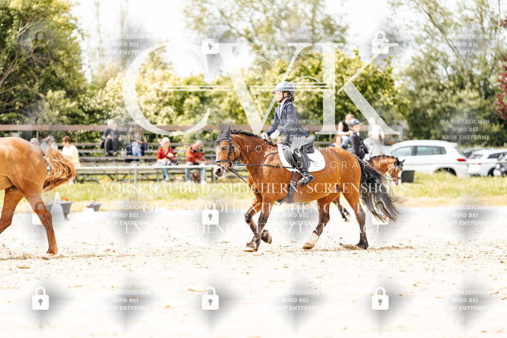 CK902386 | Turnierfotografie Pferdefotografie Trier Rheinland-Pfalz Pferdesport Reitsport Tierfotografie Sportfotografie Pferdevideo Pferdevideografie Equestrianvideography equestrianphotography  - Realisiert mit Pictrs.com