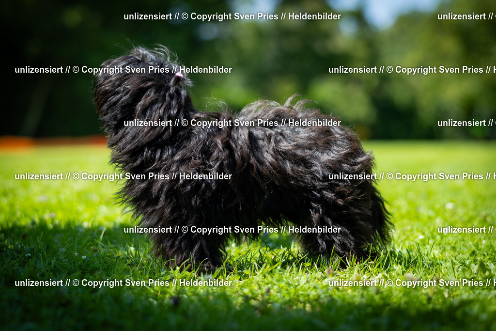 Sven Pries | 2025-08-10 - Hunderennen Durlach - Realisiert mit Pictrs.com