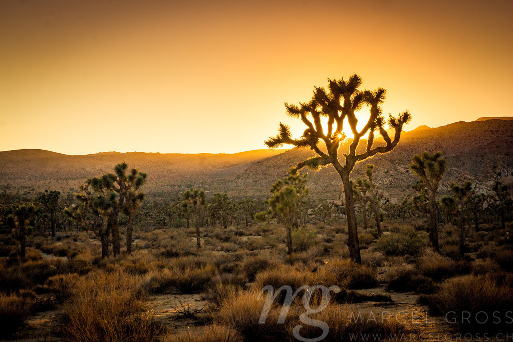 desert sunset in Joshua Tree | nice desert scenery in Californias Joshua Tree National Park - Realisiert mit Pictrs.com