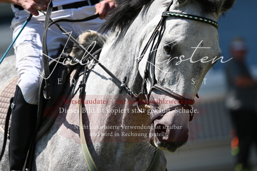 DSC_0644 | Pferde- und Turnierfotografie in Westsachsen. Pferdeportraits, Auftragszeichnungen und intuitive Kunst.