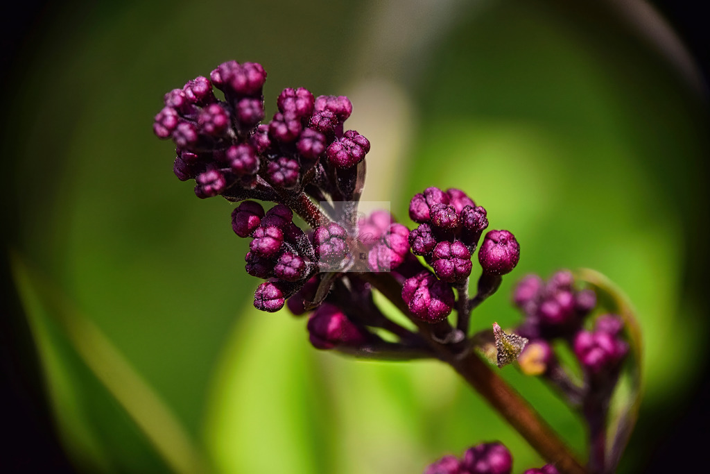 Makro - floral (19) | Buche Fotoshootings und entdecke hochwertige Fotoprodukte bei Mathias Ku Photos. Personalisiert, kreativ & mit Liebe zum Detail. Jetzt informieren! - Realisiert mit Pictrs.com