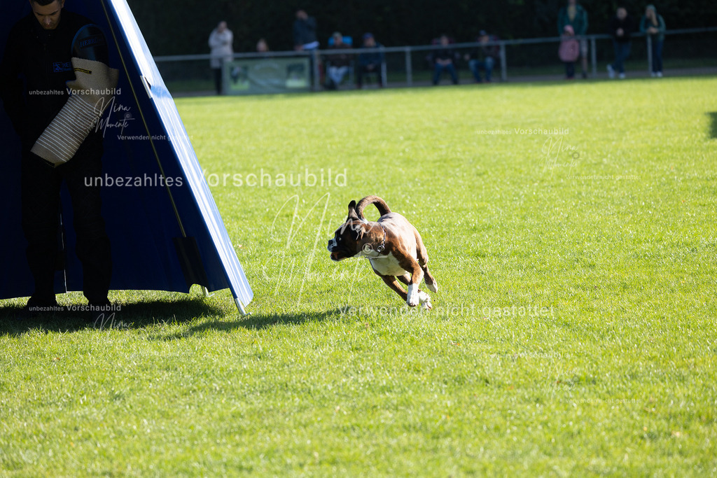 _16A5083 | Einzigartige Fotos von Hunden & Menschen –Actionfotos, Portraits, Vereinsaufnahmen & Paarshootings – authentisch, lebendig & mit Herz.