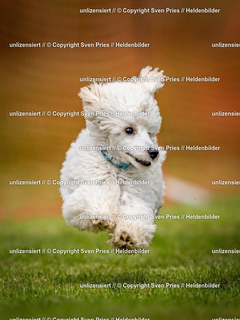 Sven Pries | 2024-09-22 - Hunderennen Baden-BadenPudelverein - Realisiert mit Pictrs.com