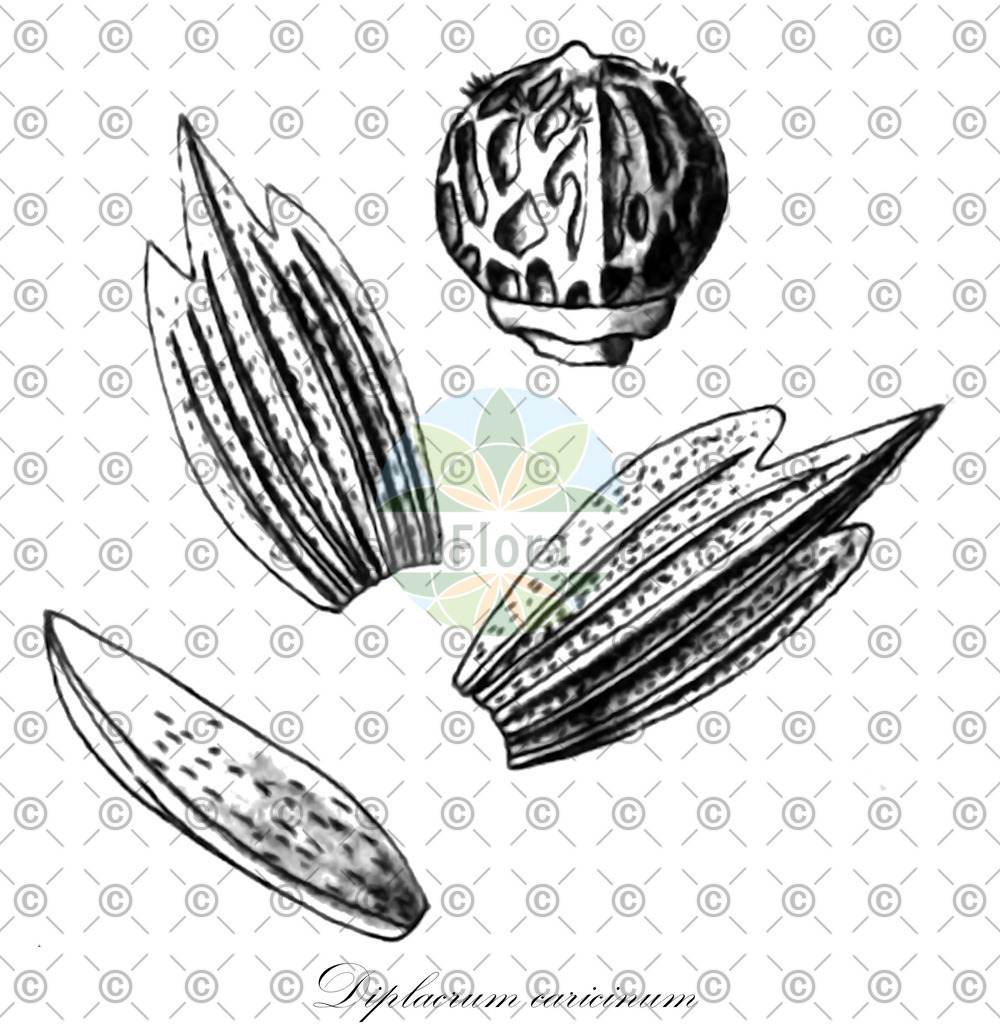 HistAbb_wfo-0000650107_1_ENZY_Simple | Historische Abbildung von Diplacrum caricinum - Cyperaceae | Historical Illustration of Diplacrum caricinum - Cyperaceae
